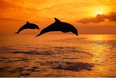 《STAR FLEET》2.0更新Steam上线 34年经典名作更新